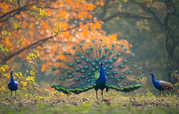 Smartworld Natures Court Eco Living